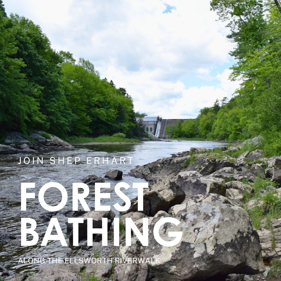 Forest Bathing with Shep Erhart