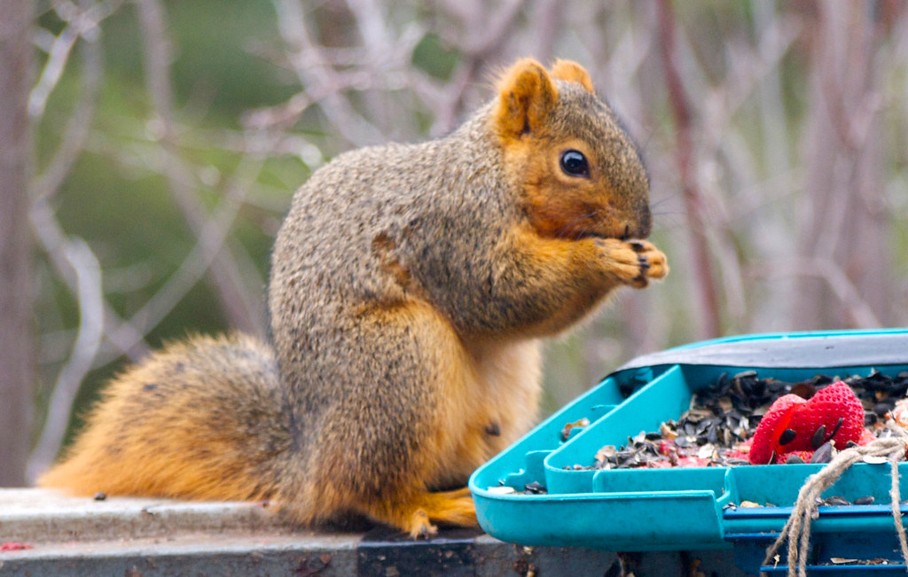 "The Busy Little Squirrel" storytime