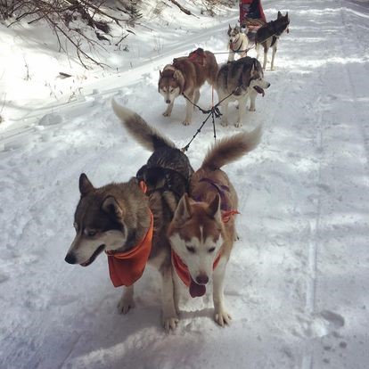 Sled Dog program for kids