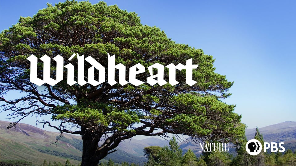 Movie Night at the Library: WildHeart